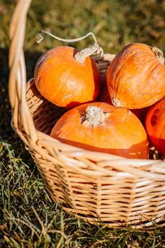 Pumpkins in a basket in the rays of the sun on the grass Stock Photos