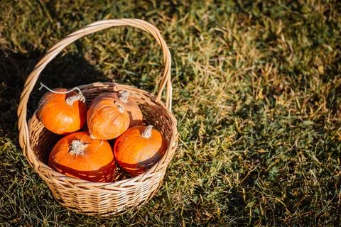 Pumpkins in a basket in the rays of the sun on the grass 库存照片
