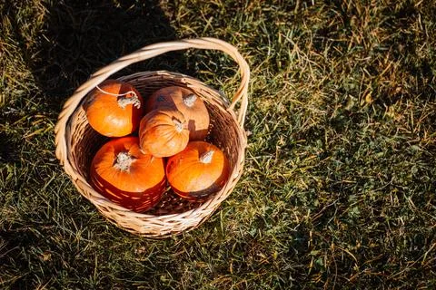 Pumpkins in a basket in the rays of the sun on the grass Stock Photos