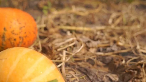 Pumpkins in the basket for Thanksgiving Stock Footage 94888513