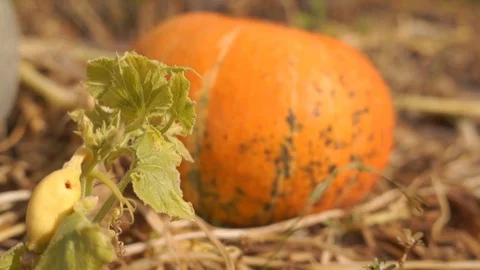 Pumpkins in the basket for Thanksgiving Stock Footage 94888515