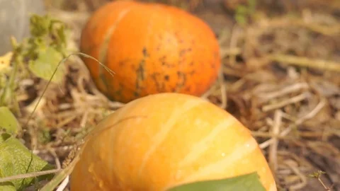 Pumpkins in the basket for Thanksgiving Stock Footage 94888516