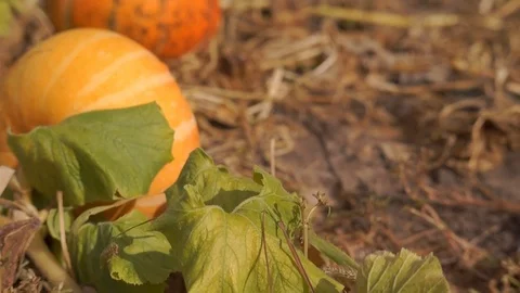 Pumpkins in the basket for Thanksgiving Stock Footage 94888523