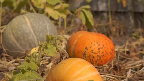 Pumpkins in the basket for Thanksgiving Stock Footage 94888531
