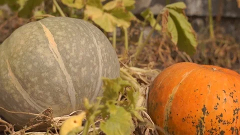 Pumpkins in the basket for Thanksgiving Stock Footage 94888538