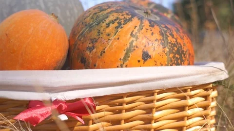 Pumpkins in the basket for Thanksgiving Stock Footage 95059909