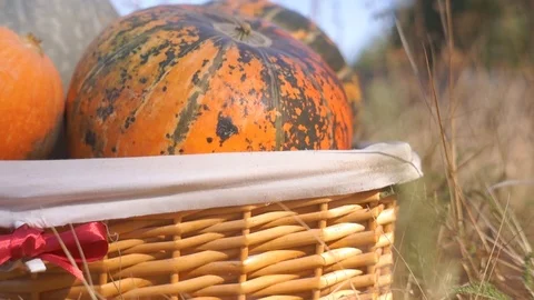 Pumpkins in the basket for Thanksgiving Stock Footage 95059916