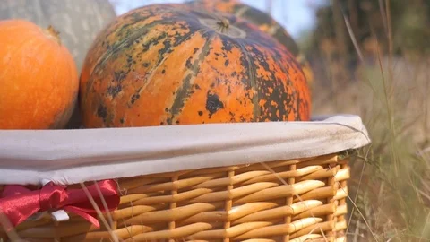 Pumpkins in the basket for Thanksgiving Stock Footage 95059918