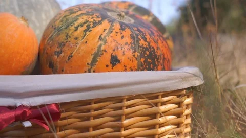 Pumpkins in the basket for Thanksgiving Stock Footage 95059926