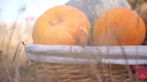 Pumpkins in the basket for Thanksgiving Stock Footage 95059929
