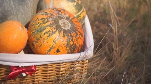 Pumpkins in the basket for Thanksgiving Stock Footage 95059931
