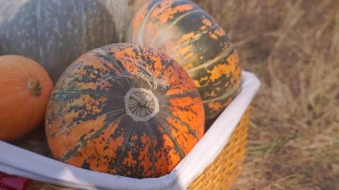 Pumpkins in the basket for Thanksgiving Stock Footage 95059933
