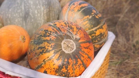 Pumpkins in the basket for Thanksgiving Stock Footage 95059935