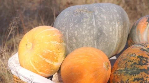 Pumpkins in the basket for Thanksgiving Stock Footage 95059945