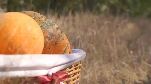 Pumpkins in the basket for Thanksgiving Stock Footage 95059958