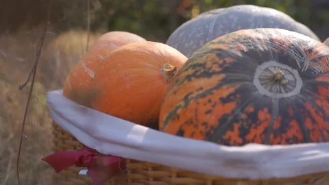 Pumpkins in the basket for Thanksgiving Stock Footage 95059964