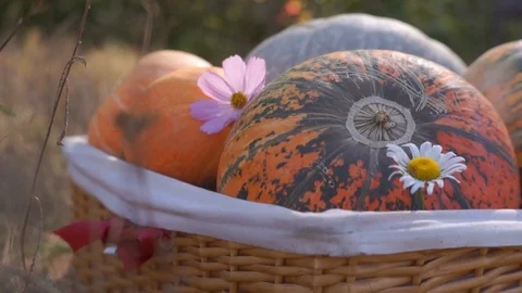 Pumpkins in the basket for Thanksgiving Stock Footage 95059970