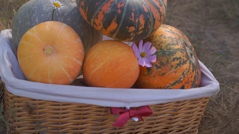 Pumpkins in the basket for Thanksgiving Stock Footage 95059975