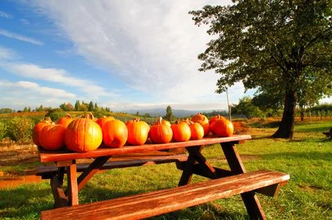 Pumpkins on a bench Stock-Fotos
