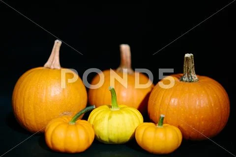 Pumpkins on black background Stock Photos