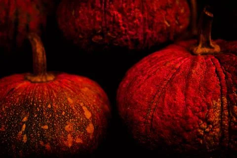Pumpkins on black background Stock Photos