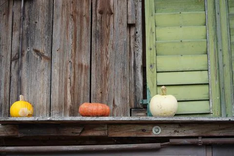 Pumpkins on a board with green shutters. Stock Photos