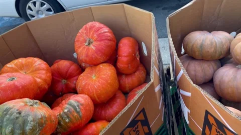Pumpkins in boxes ready to be sold during Halloween Stock Footage 251678498