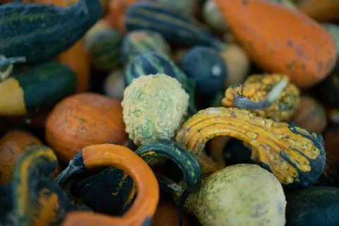 Pumpkins with bubbles on them in different colors Stock Photos