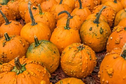 Pumpkins with bumps Stock Photos