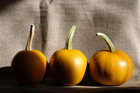 Pumpkins on canvas Stock Photos
