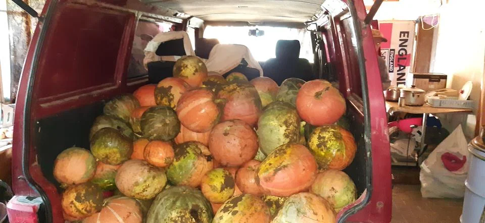 Pumpkins in the car Stock Photos