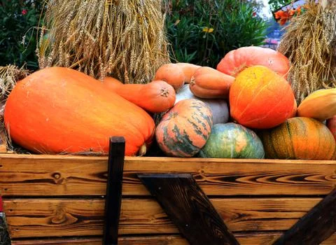 Pumpkins on a cart Stock Photos