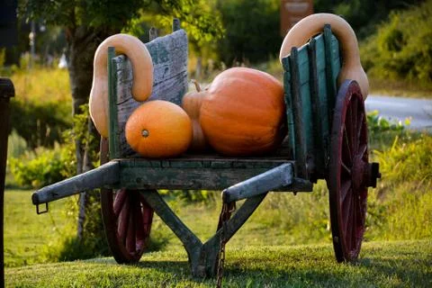 Pumpkins on the cart Stockfoto's