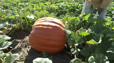 Pumpkins is clipped from the vine and rolled over to position for loading, 4K. Stock Footage 67813654