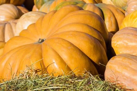 Pumpkins close-up on the grass Stock Photos