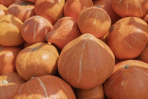 Pumpkins close up a lot as a background 스톡 사진