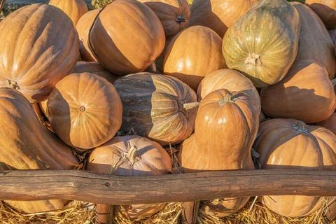 Pumpkins close up a lot as a background Photos