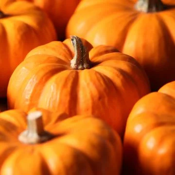 Pumpkins close-up Stock Photos