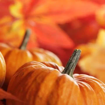 Pumpkins close-up Stock Photos