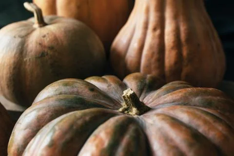 Pumpkins close-up Stock Photos