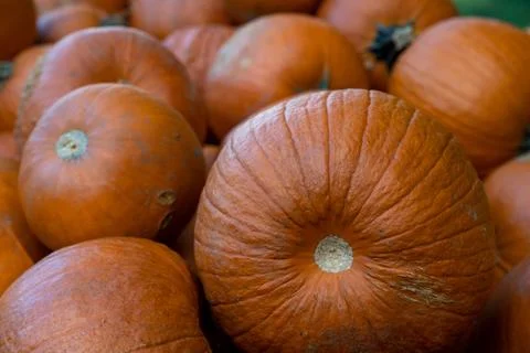 Pumpkins close up Foto stock