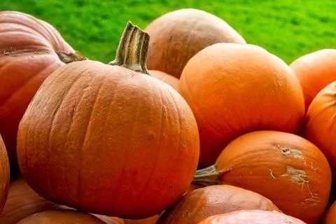 Pumpkins Closeup Many Group Multiple Background Texture Orange Halloween Autu Stock Photos