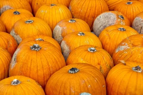Pumpkins Closeup Many Group Multiple Background Texture Orange Halloween Autu Stock Photos