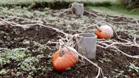 Pumpkins on cold winter day grow in the garden Видео 226998961