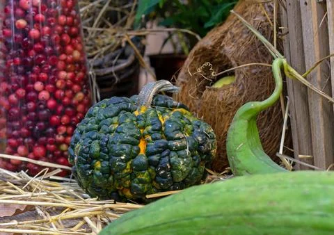 Pumpkins in a composition with cranberries in a transparent vase. Stock Photos