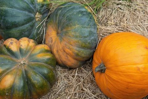 Pumpkins. Composition with green and orange pumpkins. Stock Photos