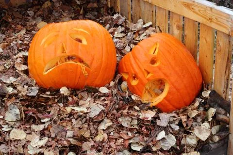 Pumpkins in compost bin Stock Photos