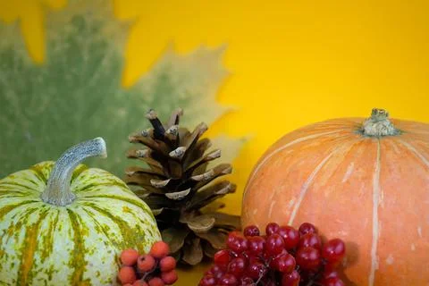 Pumpkins with cones close-up. Stock Photos