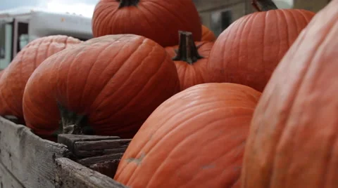 Pumpkins in crate 動画素材 51519171