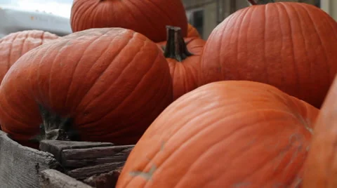 Pumpkins in crate 動画素材 51519590